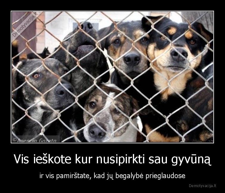 prieglaudos,gyvunai,sunys,pirkti