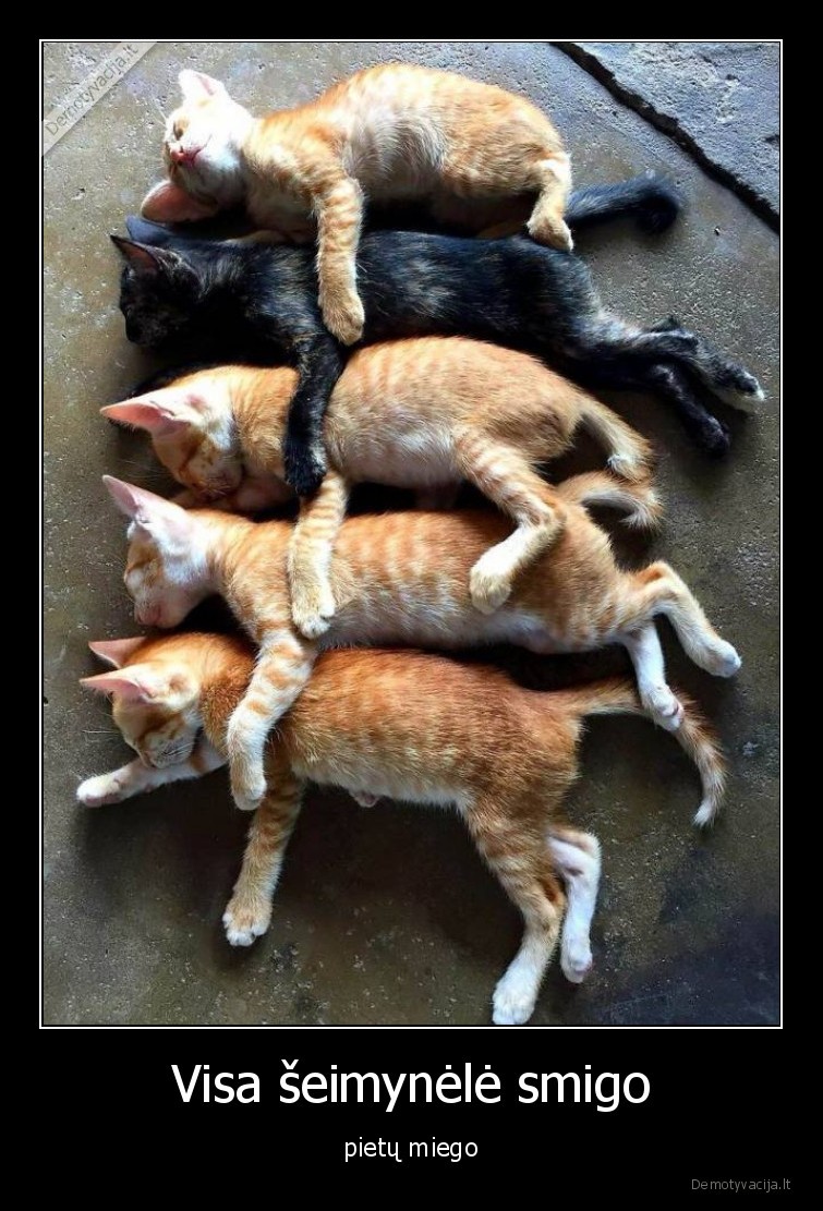 katinai,kates,gyvunai,miegas