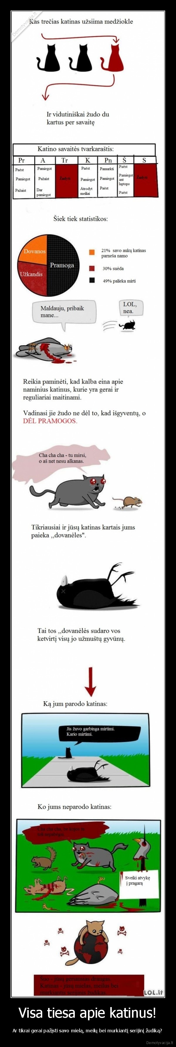 Visa tiesa apie katinus!