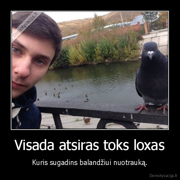 nuotrauka,balandis,sugadinos