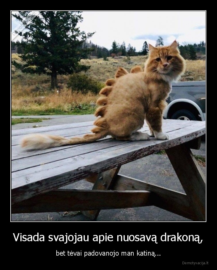 katinas,drakonas,svajones