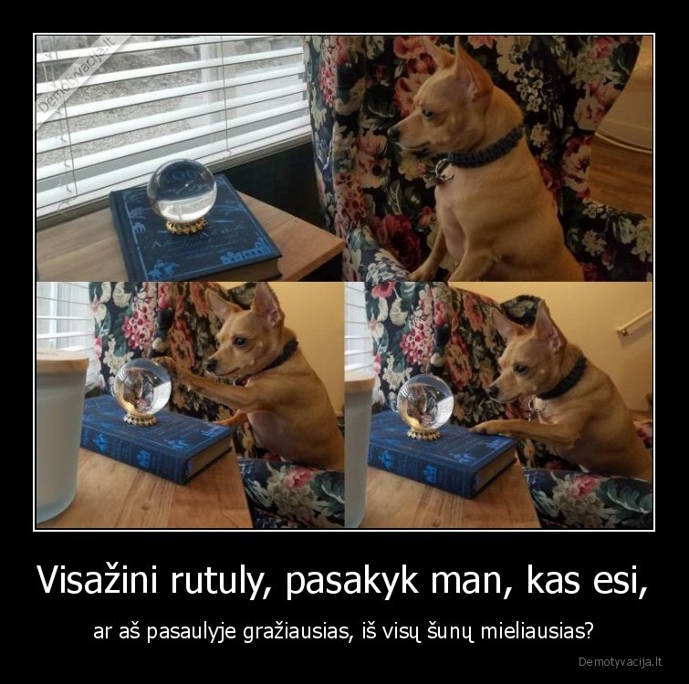 suo,rutulys,suniukas,visazinis