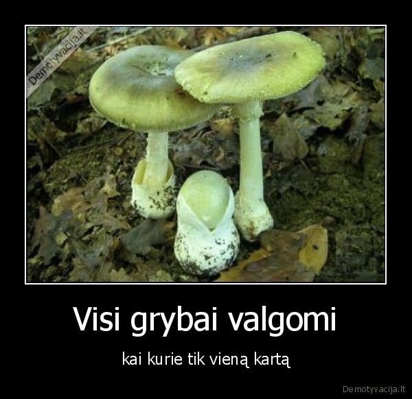 Visi grybai valgomi,