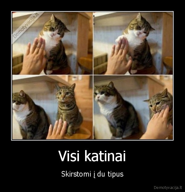 katinai,kaciukai,piktas,geras