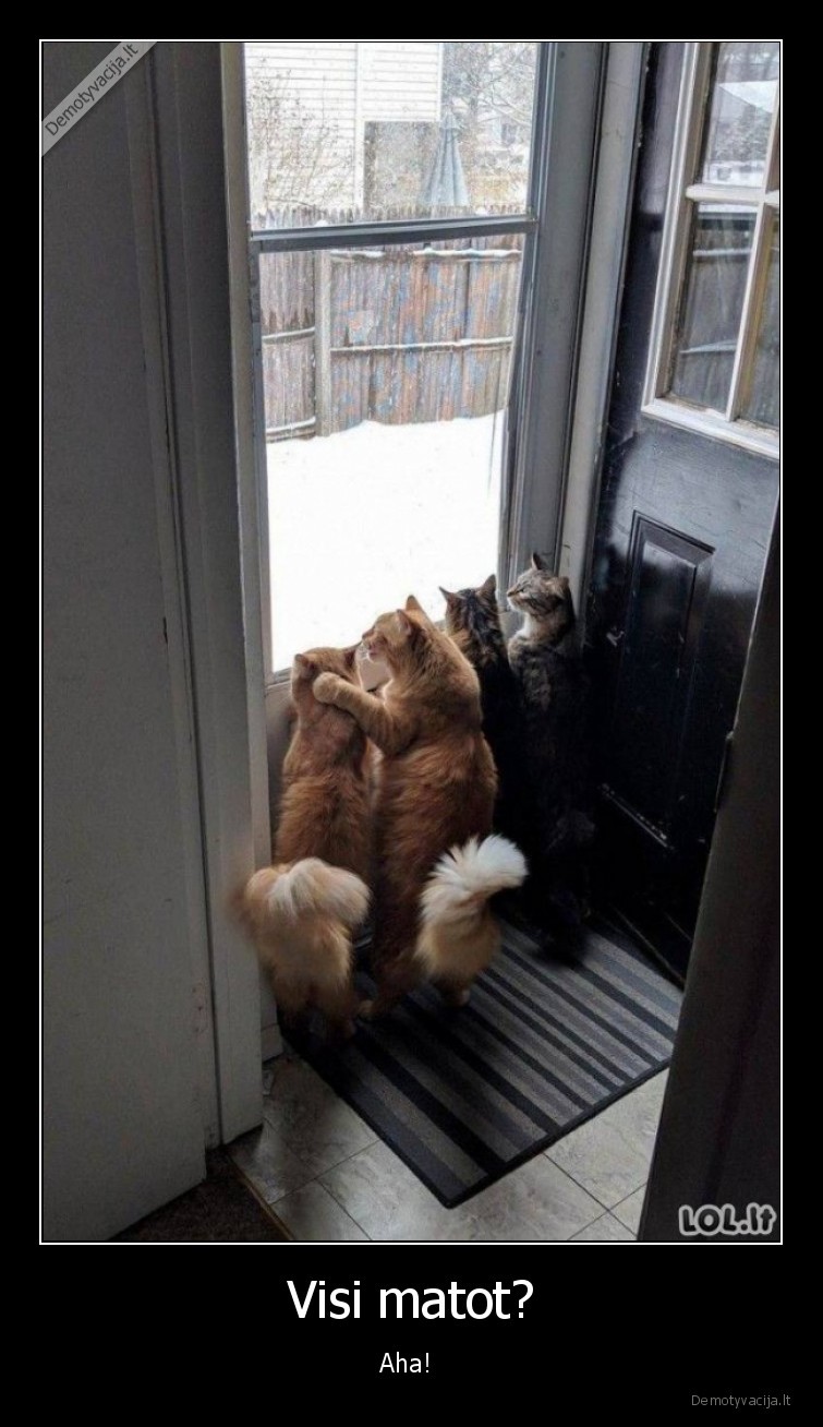 kate,kates,gyvunai,langas