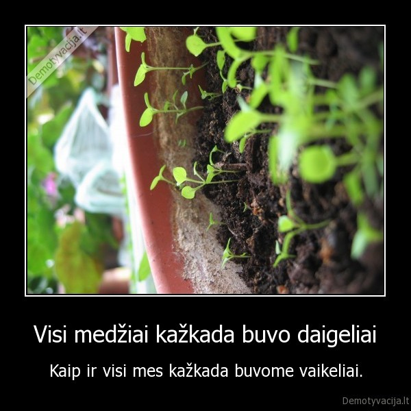 Visi medžiai kažkada buvo daigeliai