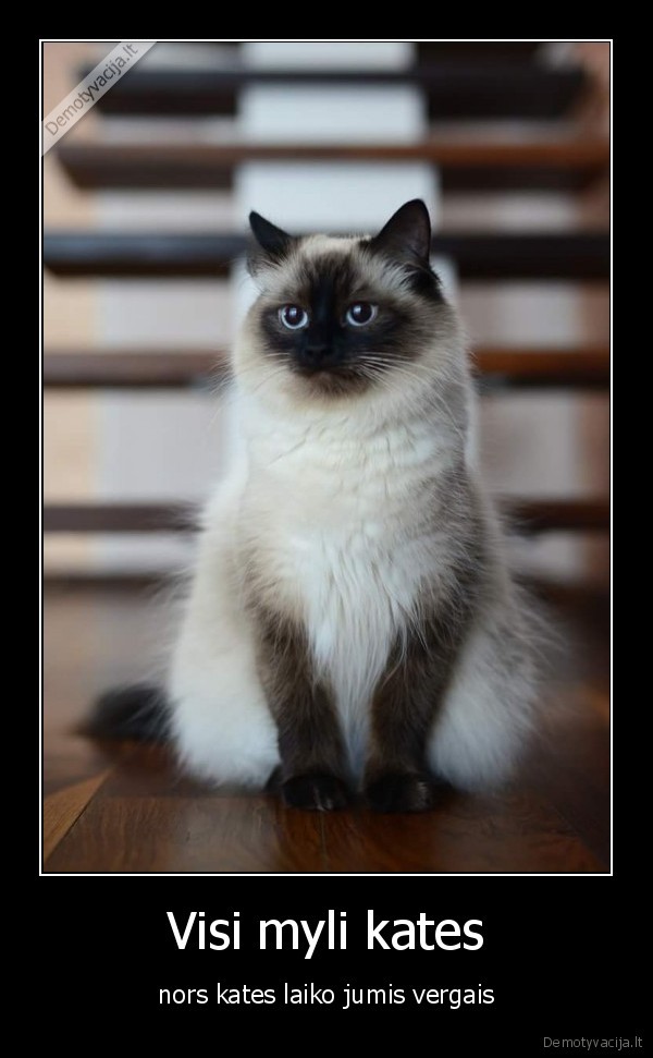 Visi myli kates