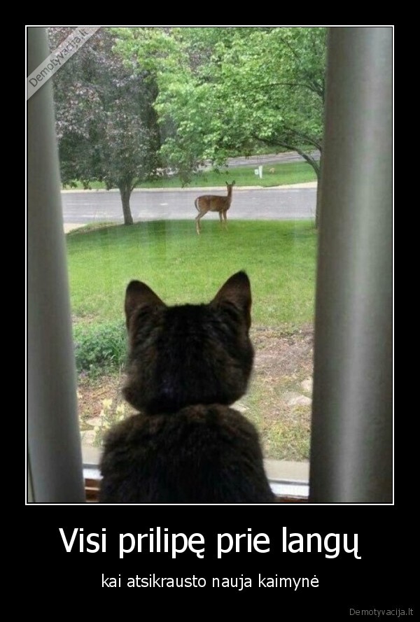 Visi prilipę prie langų