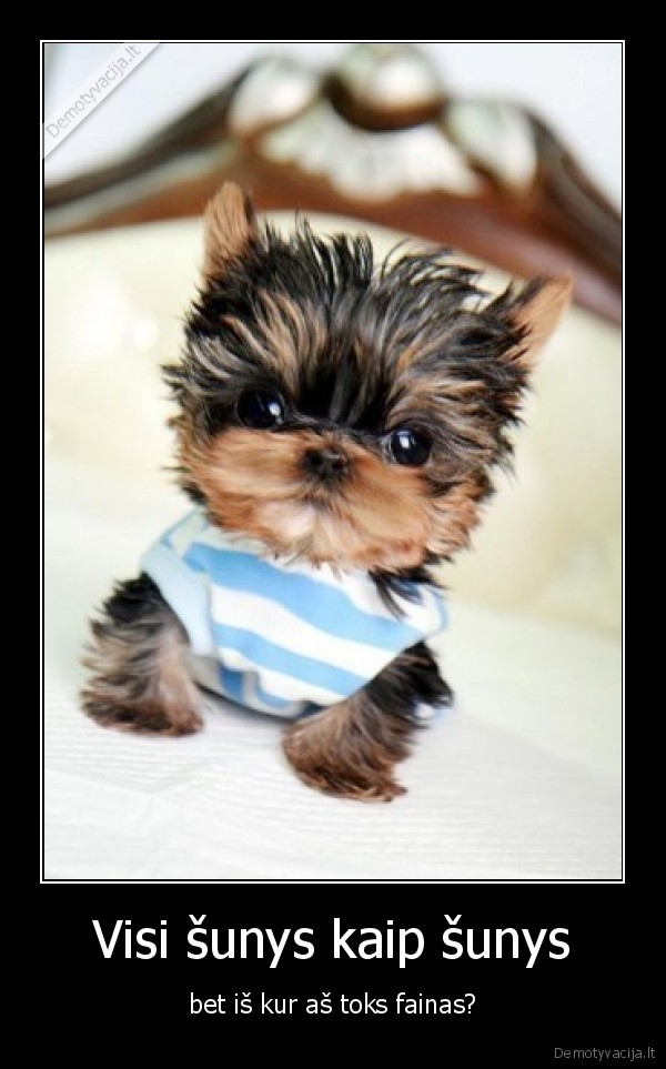 Visi šunys kaip šunys