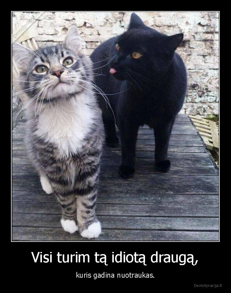 kate,katinas,nuotrauka,draugas