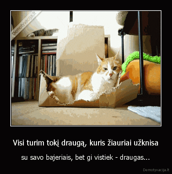 geras, draugas,juokingas, katinas,nejuokingi, bajeriai