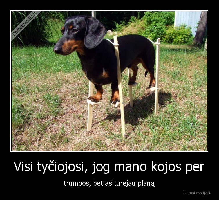 kojos,trumpos,taksas,gyvunai,augintiniai,sunys,planas