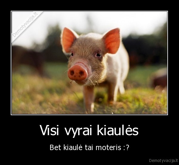 Visi vyrai kiaulės