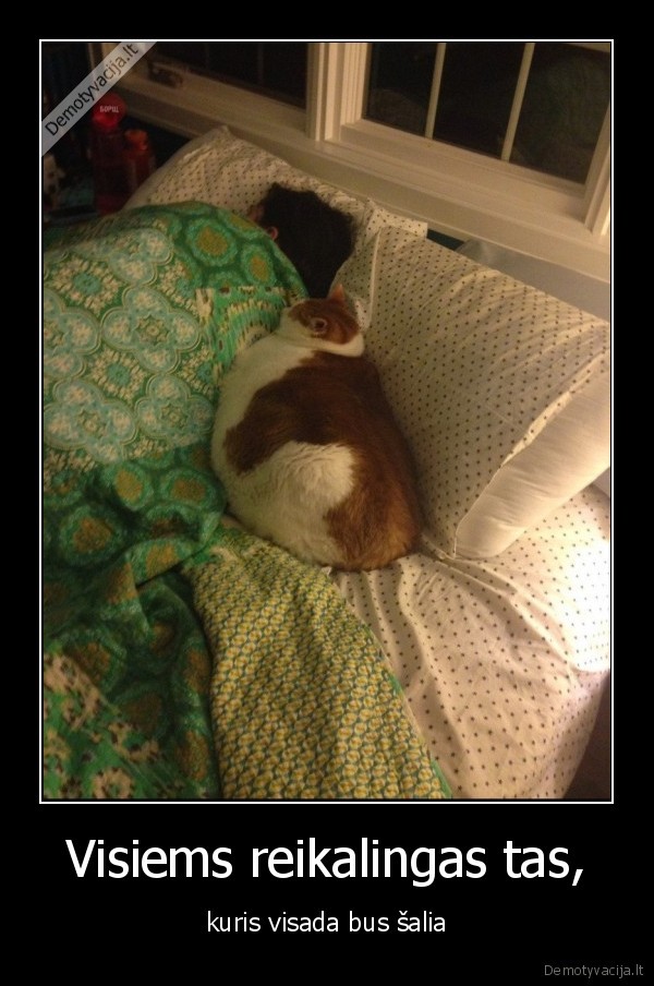 salia,katinas,reikalingas