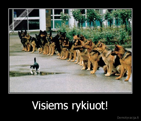 Visiems rykiuot!