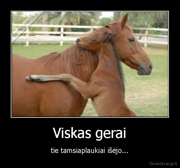 arkliai,vogti,isejo