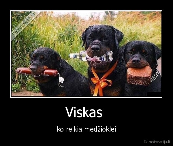 Viskas 