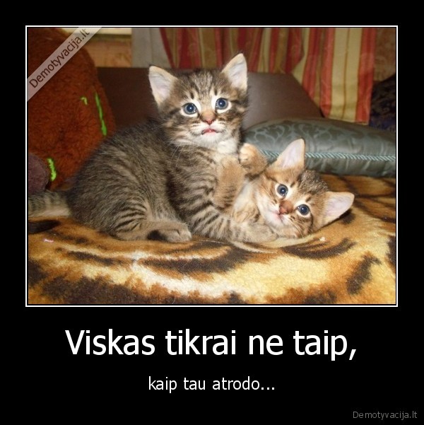 viskas,kaciukai