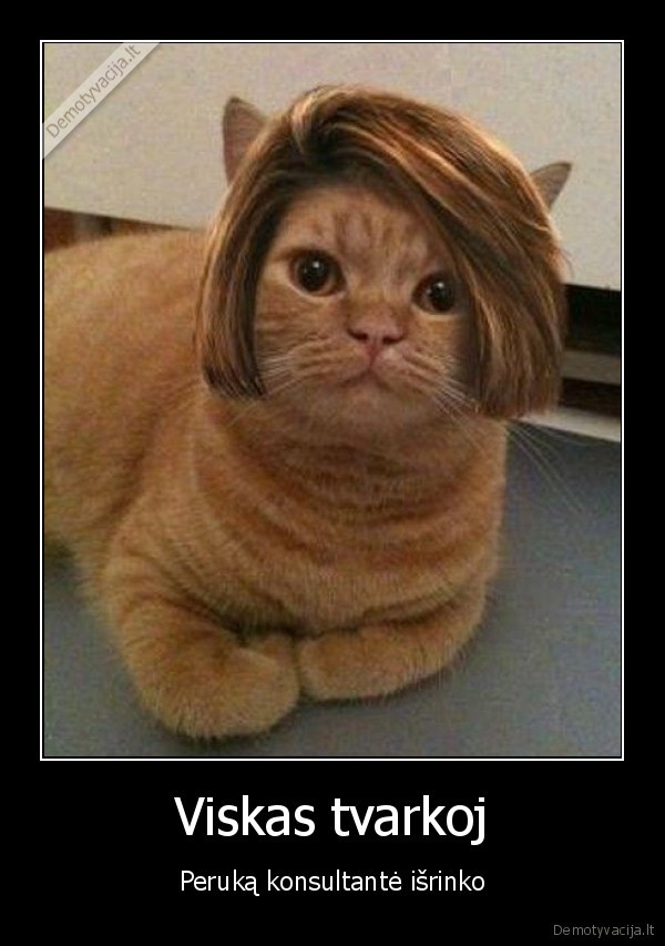 mada,perukas,konsultante,katinas,ryzas,oranzine,gyvunai