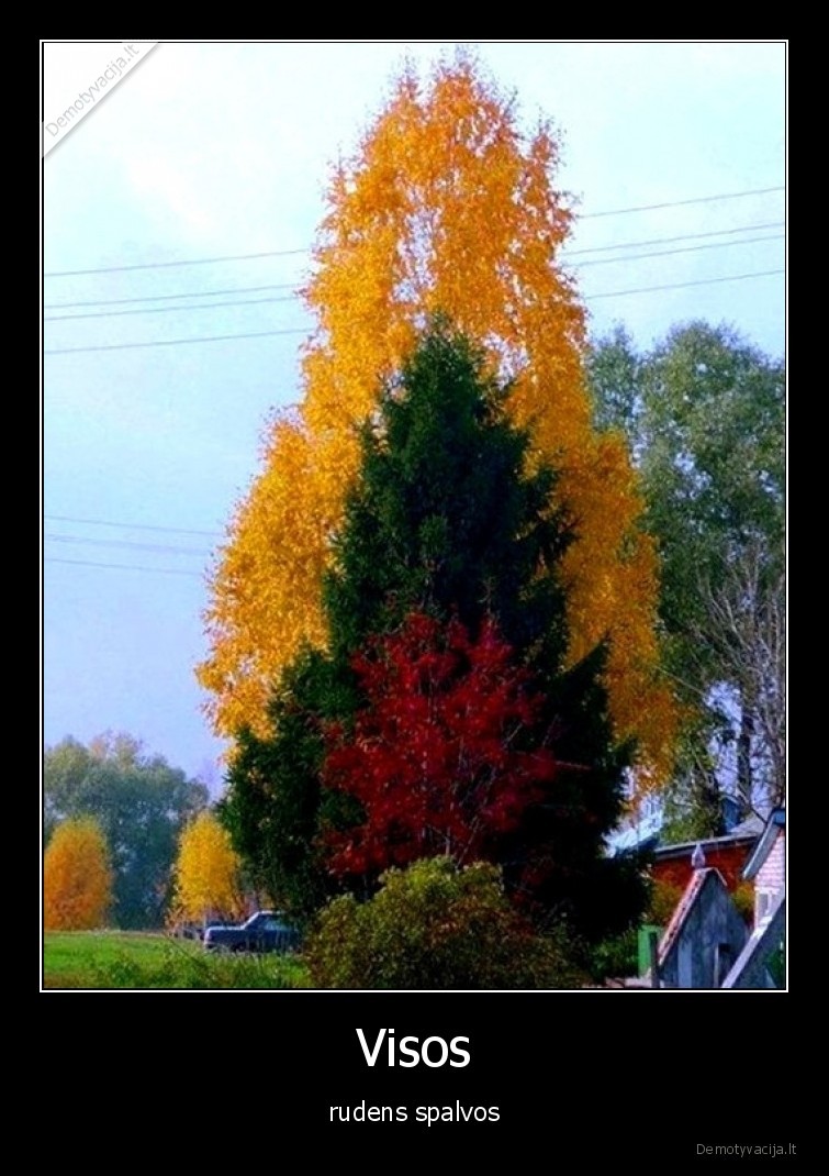 rudens, spalvos,visos,ruduo,spalvos