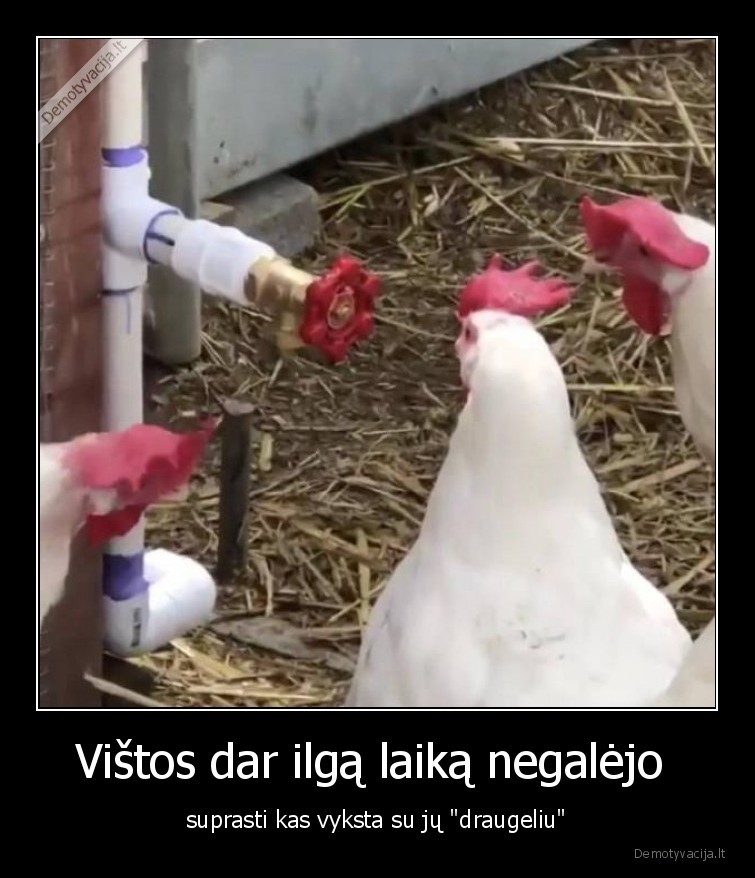 vistos,draugelis,optine, iliuzija,apgaule