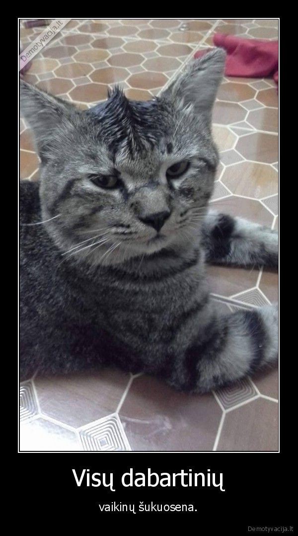 vaikinai,sukuosena,kate,katinas