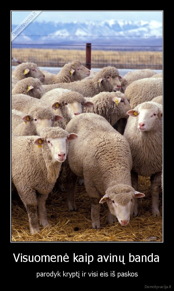 Visuomenė kaip avinų banda