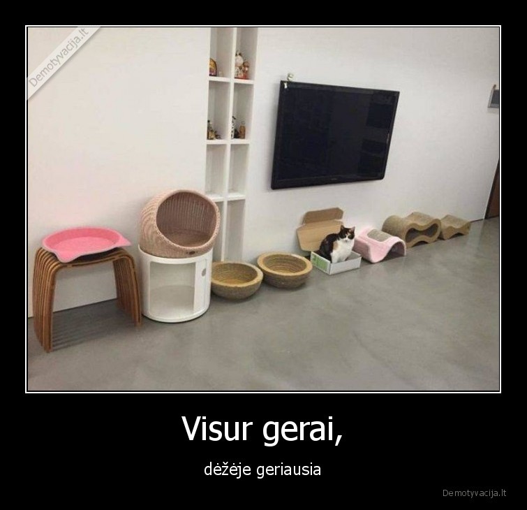 katinas,deze,draskykle,namai