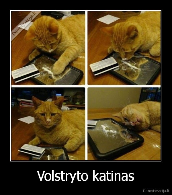 kokainas,katinas,volstrytas