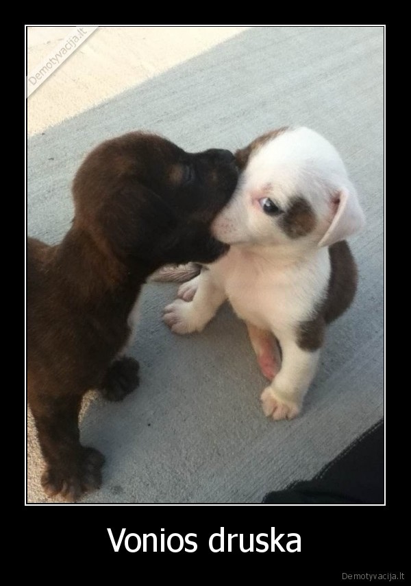 narkotikai,suniukai,suo