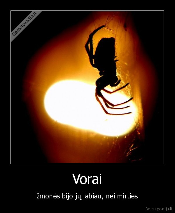 vorai,baime,arachnofobija