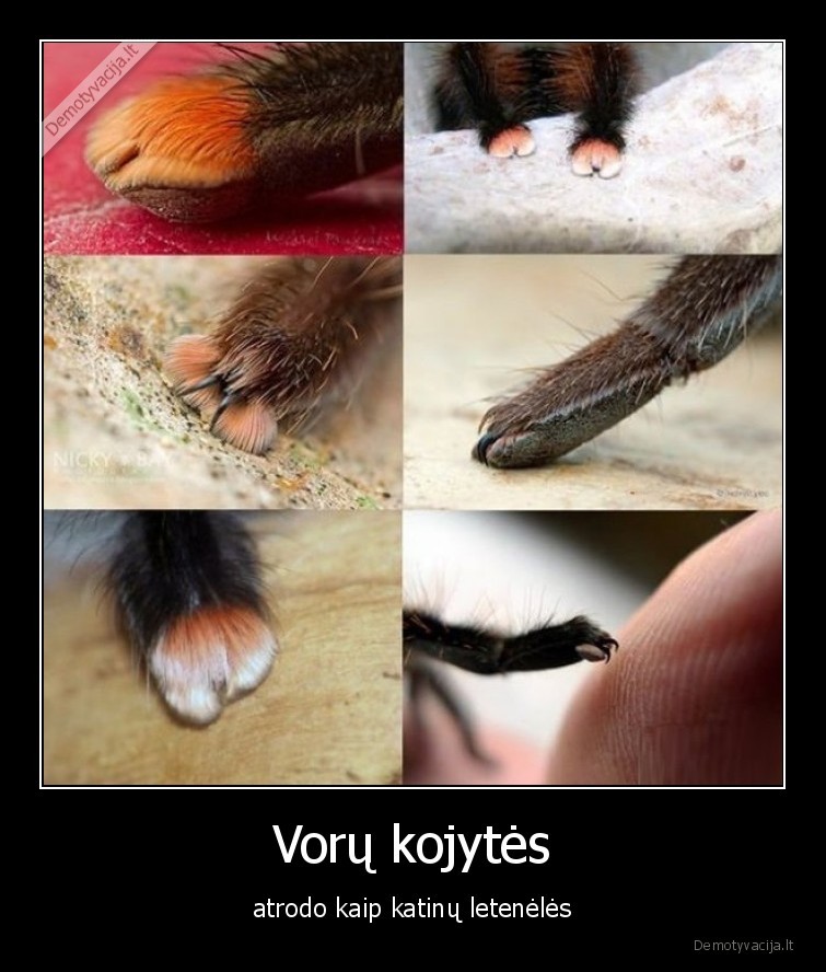 voras,kojytes,vorai