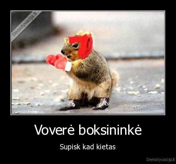 vovere,boxininke,boxas,kietas,supisk,gyvunai