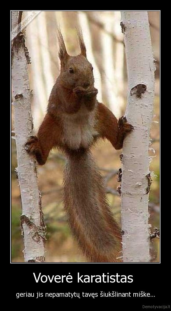 Voverė karatistas 