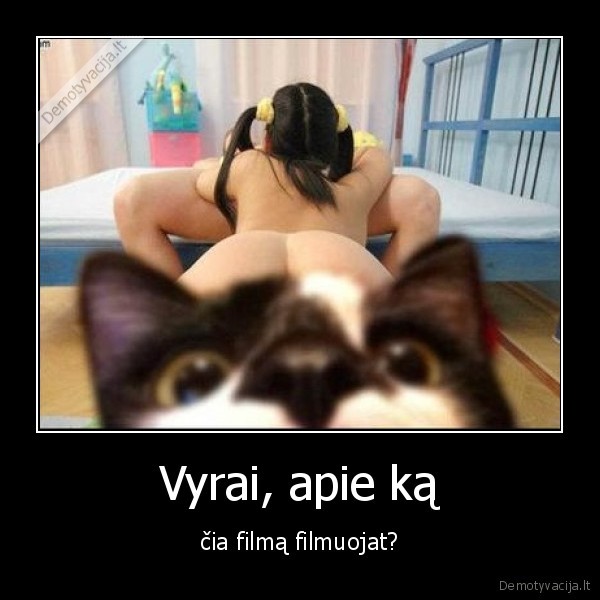 ciulpia,juokingas, katinas