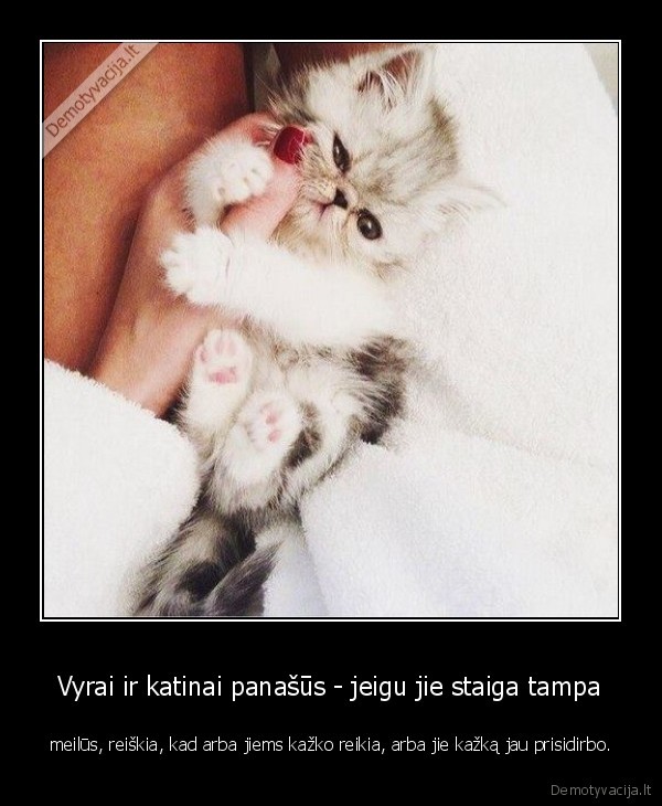 vyrai,katinai,kokie, vyrai