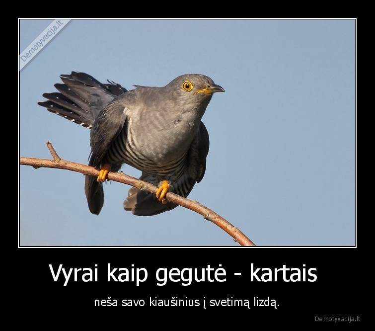 vyrai,gegute,kiausiniai,i, svetima, lizda