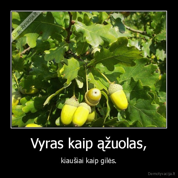 vyras, kaip, nykstukas,bet, uztat, kiausiai, kai, dramblio