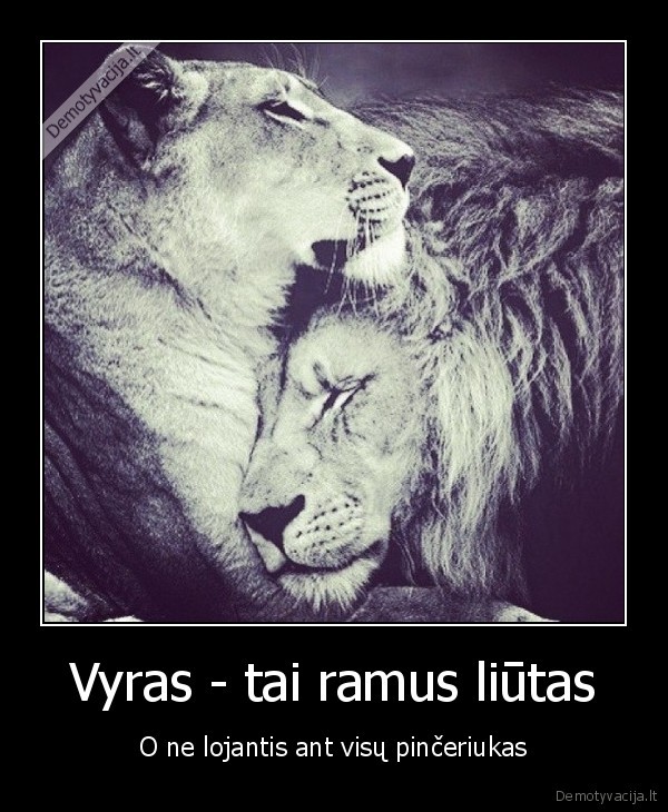 pinceris, loja,ramus, liutas,vyriskumas,tikras, vyras