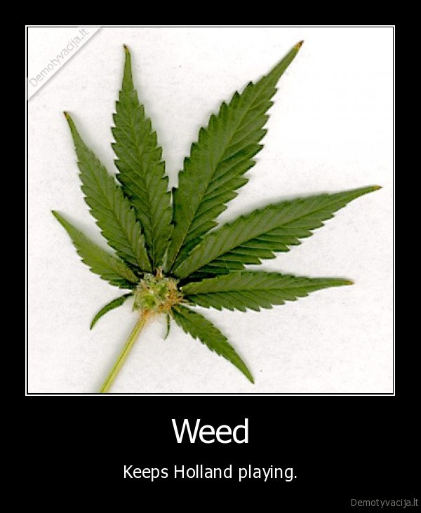 olandija,futbolas,zole,marichuana