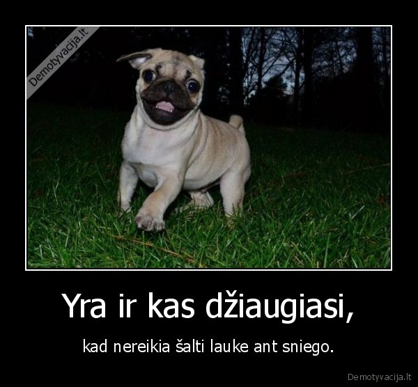 sunys,gyvunai,sniegas,saltis,laukas