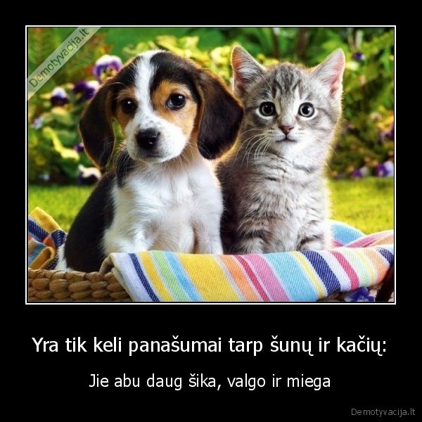 kates,sunys,sika,valgo,miega