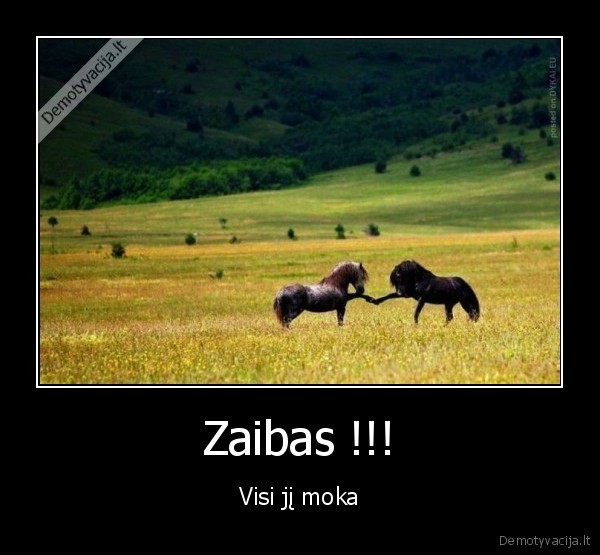 Zaibas !!!