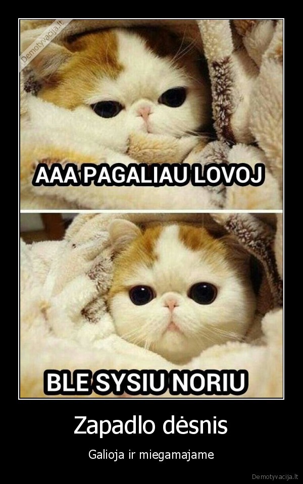 miegas,lova,slapimas,katinas