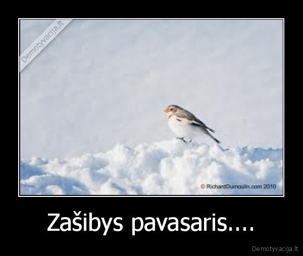 Zašibys pavasaris....