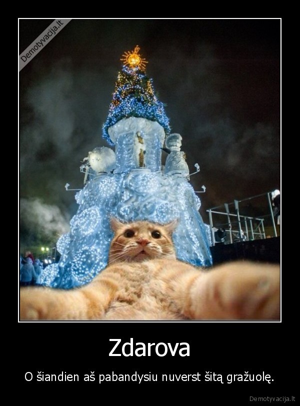 katinas,kaunas,eglute