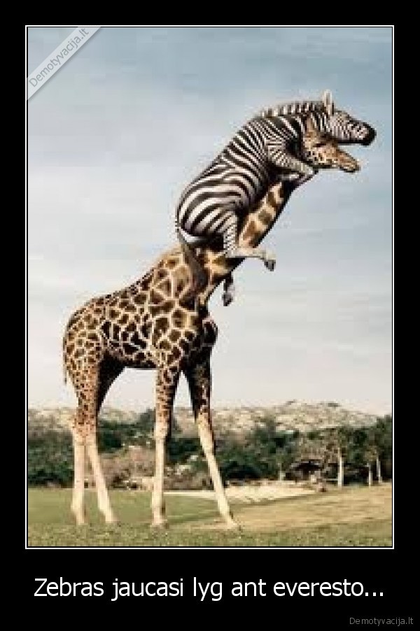 Zebras jaucasi lyg ant everesto...