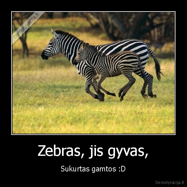 zebras,teo