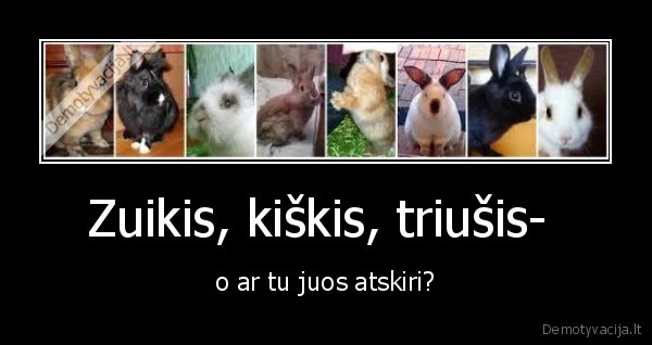 zuikis., triusis., kiskis
