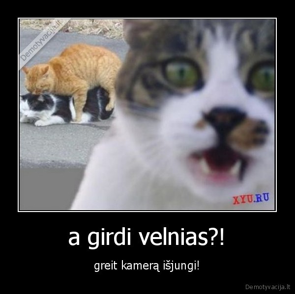 velnias,pisasi, katinai,kamera,dulkinasi,krusasi